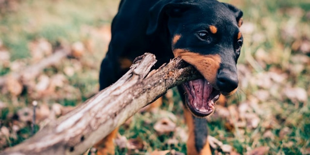 4 Signs You Have a Strong Dog Bite Lawsuit