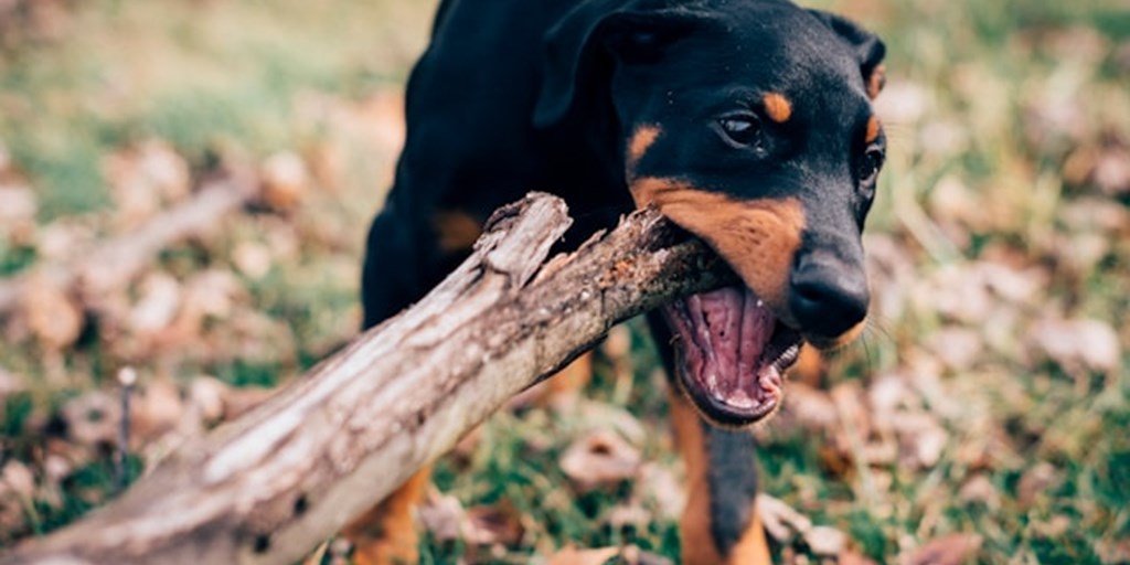 Dog Bite Infections: Understanding the Risks and Seeking Medical Treatment