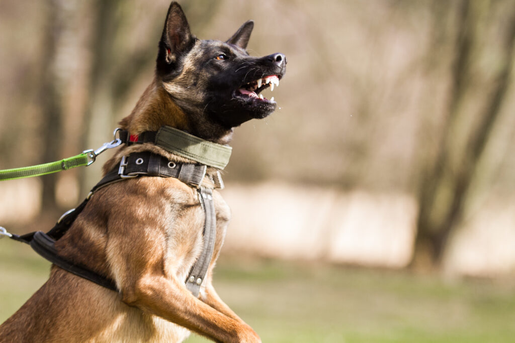 San Jose Dog Bite Attorney