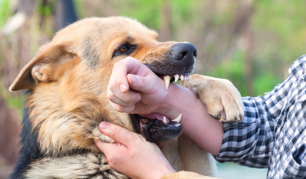 Aggressive dog biting a person’s arm, representing dog attack injury and potential personal injury claim.