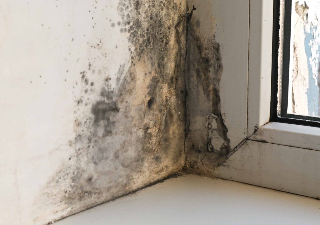 Black mold growth on damp interior wall near window frame, indicating water damage and potential health hazard